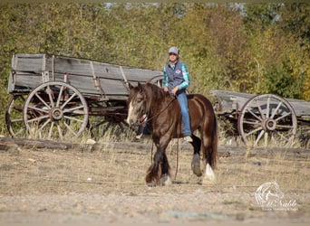 Cob Irlandese / Tinker / Gypsy Vanner, Stallone, 5 Anni, 142 cm, Pelle di daino