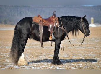 Cob Irlandese / Tinker / Gypsy Vanner, Stallone, 5 Anni, 145 cm, Morello
