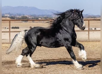 Cob Irlandese / Tinker / Gypsy Vanner Mix, Stallone, 6 Anni, 155 cm, Tobiano-tutti i colori