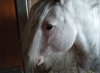 Cob Irlandese / Tinker / Gypsy Vanner, Stallone, 7 Anni, 138 cm, Sabino