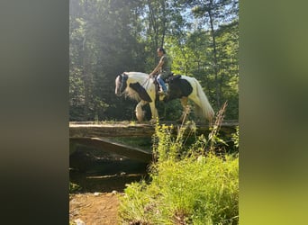 Cob Irlandese / Tinker / Gypsy Vanner, Stallone, 8 Anni, 152 cm