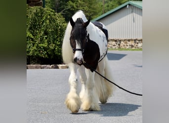 Cob Irlandese / Tinker / Gypsy Vanner, Stallone, 8 Anni, 152 cm