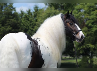 Cob Irlandese / Tinker / Gypsy Vanner, Stallone, 8 Anni, 152 cm