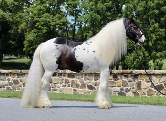 Cob Irlandese / Tinker / Gypsy Vanner, Stallone, 8 Anni, 152 cm