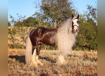 Cob Irlandese / Tinker / Gypsy Vanner, Stallone, 9 Anni, 150 cm, Morello