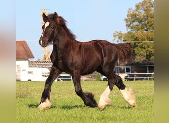 Cob Irlandese / Tinker / Gypsy Vanner, Stallone, , 150 cm, Morello