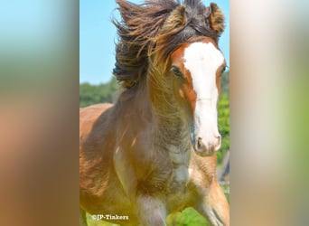 Cob Irlandese / Tinker / Gypsy Vanner, Stallone, Puledri (04/2024), 150 cm, Tobiano-tutti i colori