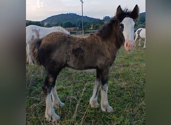 Cob Irlandese / Tinker / Gypsy Vanner, Stallone, Puledri (06/2024), Baio