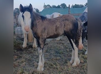 Cob Irlandese / Tinker / Gypsy Vanner, Stallone, Puledri (06/2024), Baio