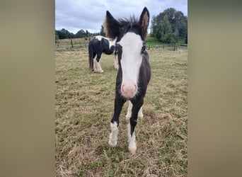 Cob Irlandese / Tinker / Gypsy Vanner, Stallone, Puledri (06/2024), Baio