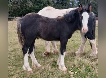 Cob Irlandese / Tinker / Gypsy Vanner, Stallone, Puledri (06/2024), Baio