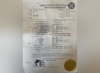 Cob Irlandese / Tinker / Gypsy Vanner, Stallone, Puledri
 (02/2023), Baio ciliegia