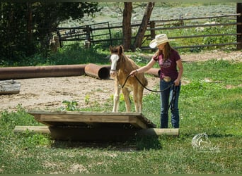 Cob Irlandese / Tinker / Gypsy Vanner, Stallone, Puledri
 (02/2023), Baio ciliegia