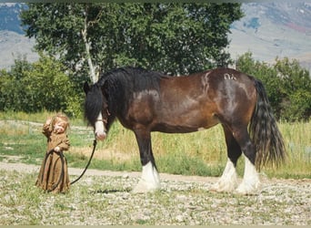 Cob Irlandese / Tinker / Gypsy Vanner, Stallone, Puledri
 (02/2023), Baio ciliegia