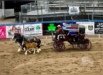 Cob Irlandese / Tinker / Gypsy Vanner, Stallone, Puledri
 (02/2023), Baio ciliegia