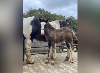 Cob Irlandese / Tinker / Gypsy Vanner, Stallone, , Baio scuro