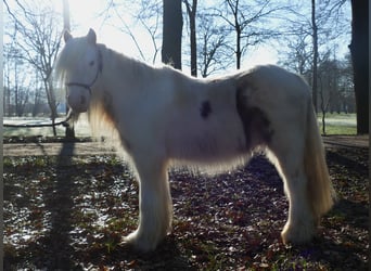 Cob Irlandese / Tinker / Gypsy Vanner, Castrone, 10 Anni, 132 cm, Pezzato