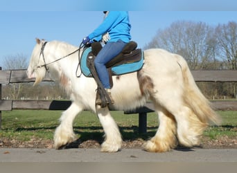 Cob Irlandese / Tinker / Gypsy Vanner, Castrone, 10 Anni, 132 cm, Pezzato