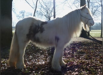 Cob Irlandese / Tinker / Gypsy Vanner, Castrone, 10 Anni, 132 cm, Pezzato