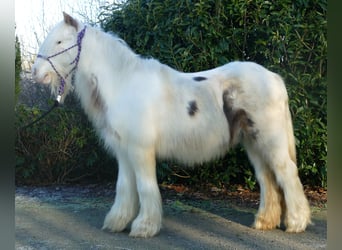 Cob Irlandese / Tinker / Gypsy Vanner, Castrone, 10 Anni, 132 cm, Pezzato