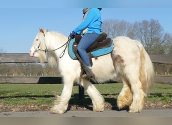 Cob Irlandese / Tinker / Gypsy Vanner, Castrone, 10 Anni, 132 cm, Pezzato