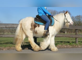 Cob Irlandese / Tinker / Gypsy Vanner, Castrone, 10 Anni, 132 cm, Pezzato