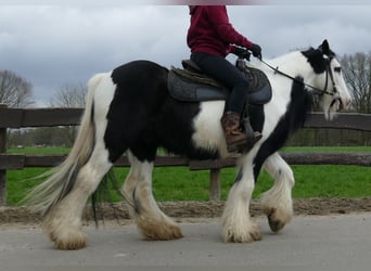 Cob Irlandese / Tinker / Gypsy Vanner, Castrone, 10 Anni, 134 cm, Pezzato