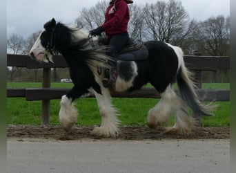 Cob Irlandese / Tinker / Gypsy Vanner, Castrone, 10 Anni, 134 cm, Pezzato
