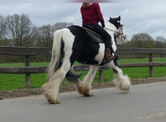 Cob Irlandese / Tinker / Gypsy Vanner, Castrone, 10 Anni, 134 cm, Pezzato