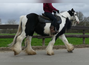 Cob Irlandese / Tinker / Gypsy Vanner, Castrone, 10 Anni, 134 cm, Pezzato