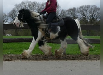 Cob Irlandese / Tinker / Gypsy Vanner, Castrone, 10 Anni, 134 cm, Pezzato