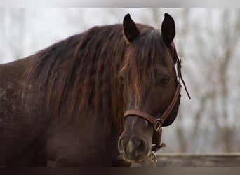 Cob Irlandese / Tinker / Gypsy Vanner Mix, Castrone, 10 Anni, 147 cm, Roano blu