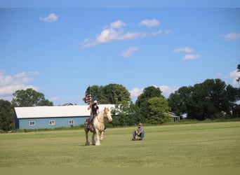 Cob Irlandese / Tinker / Gypsy Vanner, Castrone, 10 Anni, 152 cm, Champagne