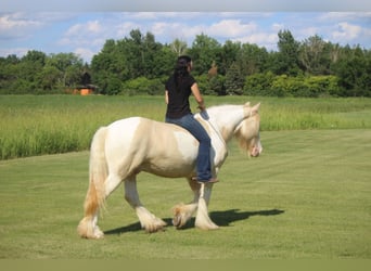 Cob Irlandese / Tinker / Gypsy Vanner, Castrone, 10 Anni, 152 cm, Champagne