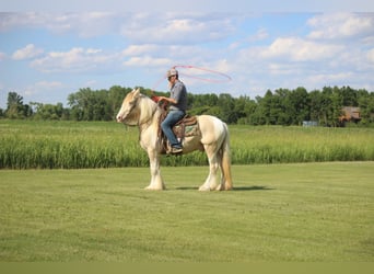Cob Irlandese / Tinker / Gypsy Vanner, Castrone, 10 Anni, 152 cm, Champagne
