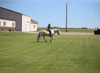 Cob Irlandese / Tinker / Gypsy Vanner, Castrone, 10 Anni, 152 cm, Champagne