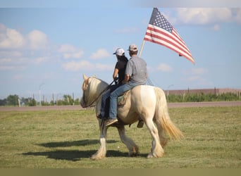 Cob Irlandese / Tinker / Gypsy Vanner, Castrone, 10 Anni, 152 cm, Champagne