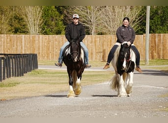 Cob Irlandese / Tinker / Gypsy Vanner Mix, Castrone, 10 Anni, 152 cm, Pezzato