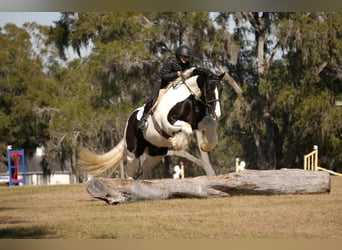 Cob Irlandese / Tinker / Gypsy Vanner Mix, Castrone, 10 Anni, 152 cm, Pezzato