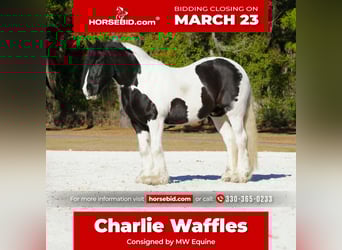 Cob Irlandese / Tinker / Gypsy Vanner Mix, Castrone, 10 Anni, 152 cm, Pezzato