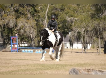 Cob Irlandese / Tinker / Gypsy Vanner Mix, Castrone, 10 Anni, 152 cm, Pezzato