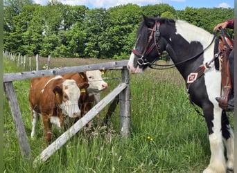 Cob Irlandese / Tinker / Gypsy Vanner, Castrone, 10 Anni, 153 cm, Pezzato