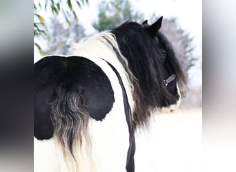 Cob Irlandese / Tinker / Gypsy Vanner, Castrone, 10 Anni, 155 cm, Pezzato