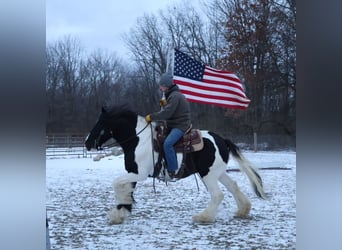 Cob Irlandese / Tinker / Gypsy Vanner, Castrone, 10 Anni, 155 cm, Pezzato