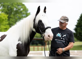 Cob Irlandese / Tinker / Gypsy Vanner, Castrone, 10 Anni, 157 cm
