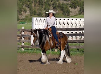 Cob Irlandese / Tinker / Gypsy Vanner, Castrone, 10 Anni, Pezzato