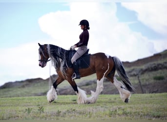 Cob Irlandese / Tinker / Gypsy Vanner, Castrone, 10 Anni, Pezzato