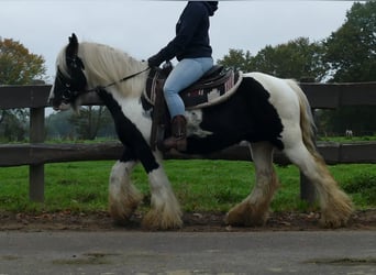 Cob Irlandese / Tinker / Gypsy Vanner, Castrone, 11 Anni, 133 cm, Pezzato