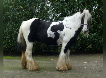 Cob Irlandese / Tinker / Gypsy Vanner, Castrone, 11 Anni, 133 cm, Pezzato