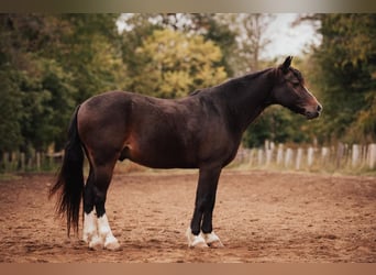 Cob Irlandese / Tinker / Gypsy Vanner, Castrone, 11 Anni, 137 cm, Baio ciliegia